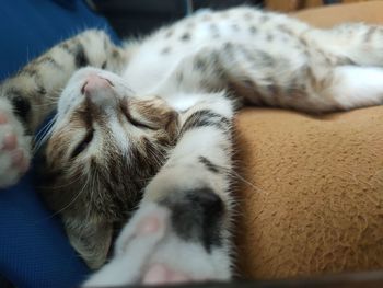 Close-up of cat sleeping