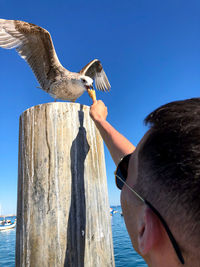 Low angle view of seagull on wooden post against sky