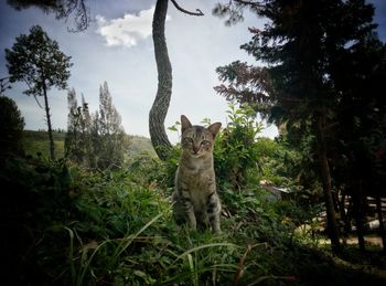 Portrait of cat sitting on tree against sky