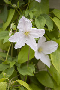 Close-up of wet white flowering plant