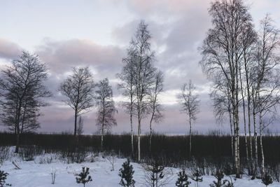 Bare trees on snow covered field against sky