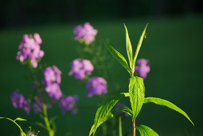 Close-up of purple flower plant