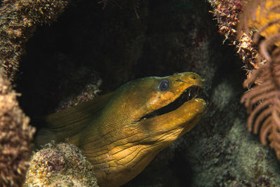 Moray eel swimming in sea