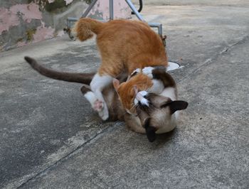 Playful cats on street