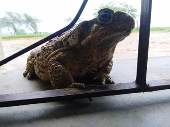 Close-up of lizard sitting on railing