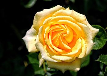 Close-up of yellow rose blooming outdoors