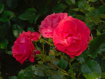 Close-up of pink rose