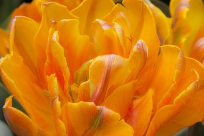 Close-up of yellow flower