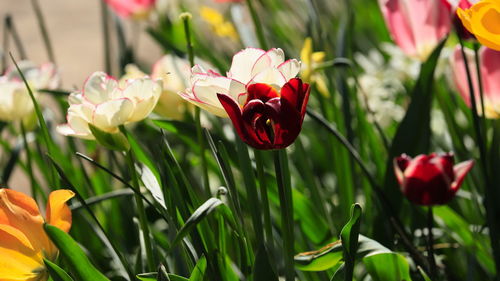 Close-up of red tulips