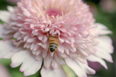 Close-up of bee pollinating on pink flower