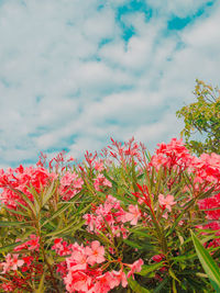 Close-up of pink flowering plants against cloudy sky