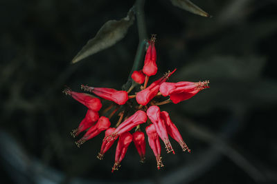 Close-up of red flowering plant