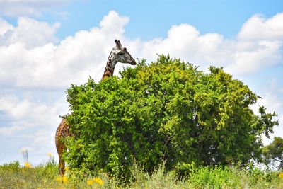 Low angle view of giraffe and tree on field against sky