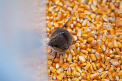 High angle view of mouse on corns