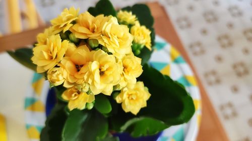 Close-up of yellow flowers at home