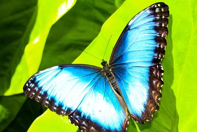 Butterfly on leaf