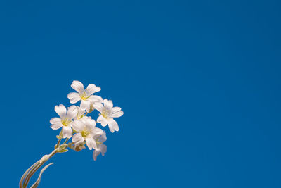 Low angle view of white flowering against clear blue sky