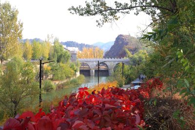 Arch bridge over river during autumn