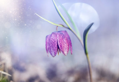 Close-up of purple flowering plant