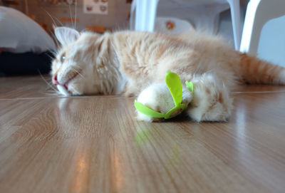 Cat lying down on wooden table