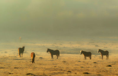 Horses on field against sky