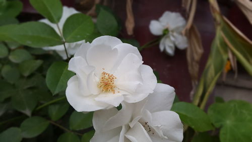 Close-up of white flowers