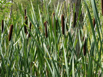 Close-up of plants growing on field