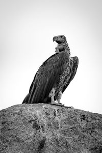 Low angle view of eagle perching on rock