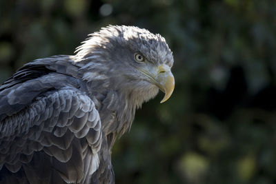 Close-up of bird