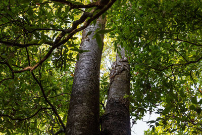 Low angle view of trees in forest