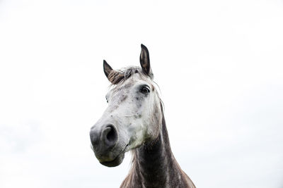 Close-up of a horse against clear sky