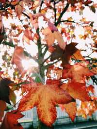 Low angle view of maple tree against sky