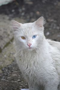 Close-up portrait of white cat