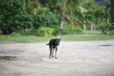 Dog on road