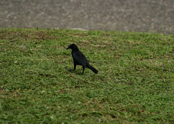 Side view of raven walking on grassy field