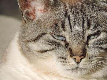 Close-up portrait of cat