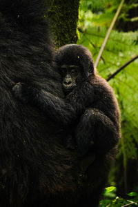 Baby gorilla on its mother's back in bwindi impenetrable forest. ideal for wildlife projects. 