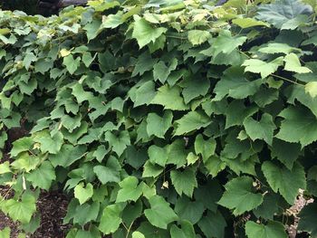 Full frame shot of ivy growing on field