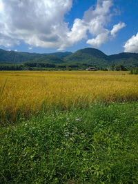 Scenic view of field against sky