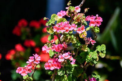 Close-up of pink flowering plants