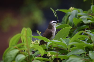 Close-up of bird perching on plant