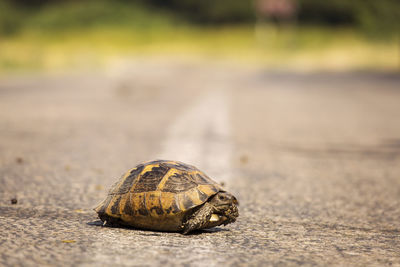 Close-up of shell on road