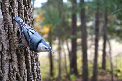 Close-up of bird perching on tree trunk