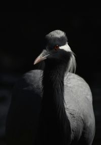 Portrait of gray bird