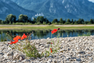 Red flowers on rock by lake