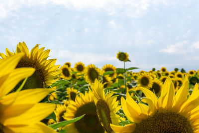 Close-up of sunflower against sky