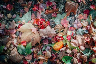 Close-up of maple leaves fallen on tree during autumn