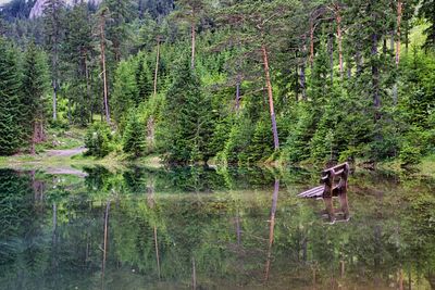 Scenic view of lake amidst trees in forest