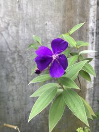 Close-up of purple flowering plant