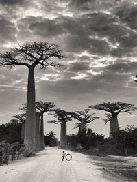 Bicycle by tree against sky